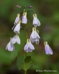 There are a lot more native perennials to ohio than what is listed below, but these ohio natives represent high wildlife value plants. Ohio Birds And Biodiversity March 2020