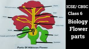 Dioecious species have distinct male and female individuals, each with a distinct male or female flower. Parts Of Flower 3d Model Making Easy How To Make Hibiscus Flower Model Easily For Science Project Youtube