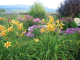 Coreopsis is a low maintenance plant, requires little care is planted in full sun and watered regularly. 23 Perennials For Full Sun Hgtv