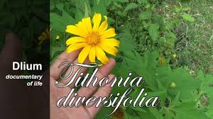 Image result for Tithonia diversifolia