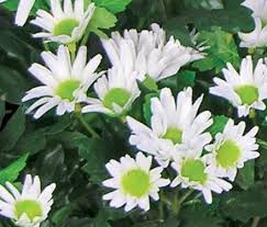We did not find results for: Daisy Mum Plant Artificial Indoor Flower Plants Commercial Silk