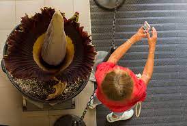 Ole Miss Third Corpse Flower Blooms On Campus The Daily Mississippian
