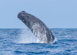 Breaching humpback whale, wild coast, south africa in addition to sardine run show another thing not to miss during winter months in the water of kwazulu natal coast is humpback whale migration. More Sperm Whale Breaches Azores Whales