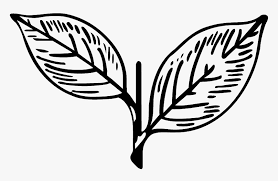 The symbol has been restored to the party under chief minister e palaniswami. Aiadmk Two Leaves Symbol Of All India Anna Dravida Munnetra Kazhagam Hd Png Download Transparent Png Image Pngitem