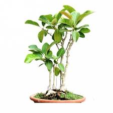 Some bonsai professionals limit the amount of flowers and fruits, since their excess. Buy Banyan Tree Bonsai 7 Years Old Tree Online At Plantsguru Com