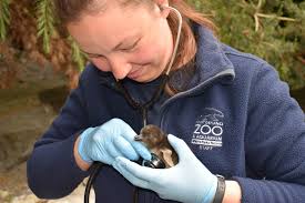 Four New Penguin Chicks Pass Their Physicals