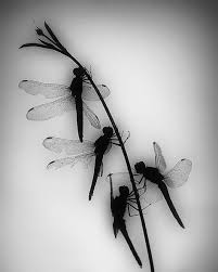 Black Book Winds Of Change Bug Coffee And Cigarettes In 2020 Dragonfly Tattoo Design Dragonfly Wall Art Dragonfly Art