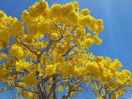Scegli la consegna gratis per riparmiare di più. Alberi In Fiore A Fine Gennaio Le Conseguenze Dei Cambiamenti Climatici