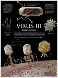 Virus Wall Charts