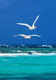 Pin By Mabel Tejera On Verano Cuando Calienta El Sol Sea Birds Beautiful Birds Birds Painting
