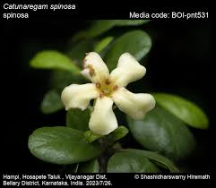 Image result for Catunaregam obovata