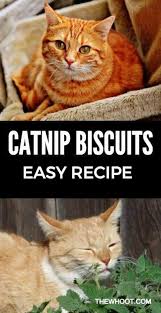 Pin By Dog Cat Tips On Cat Stuff 4 Molly In 2020 Homemade Cat Food Cat Treats Homemade Diy Cat Treats
