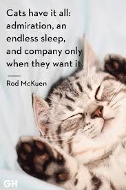 A real cute healing wish for your friend/ family/ loved one. 25 Best Cat Quotes That Perfectly Describe Your Kitten Funny And Cute Cat Quotes