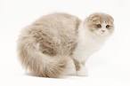 Scottish Fold Cat Breed Profile | Petfinder