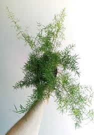 Image result for A. densiflorus Sprengeri