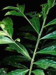 Image result for Ocotea