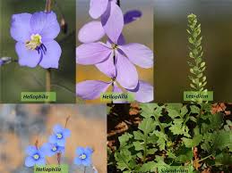 Image result for Brassicaceae