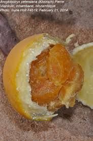 Image result for Ancylobothrys