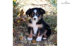 You will find australian shepherd dog dogs for adoption and puppies for sale under the listings here. Pin On Dogs