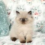 Willow - Seal Point Himalayan Kitten For Sale - Luxury ...