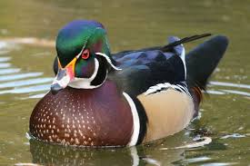 Male Wood Duck Wood Ducks Duck Male