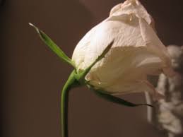 Wholesale roses make great valentine's day fundraisers, flowergrams, graduation flowers, senior night flowers and breast. Creative Savv Salvaging Droopy Roses In A Bouquet Using Straight Pins