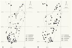 Cactusjones1218 streams live on twitch! Revision Of The Group Previously Known As Panicum L Poaceae Panicoideae In Madagascar