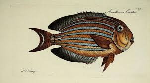 Illustration By J F Hennig From Systema Ichthyologiae Iconibus Cx Illustratum By Author Illustrator Marcus Elieser Bloch 1723 1799 Publ Antique Illustration