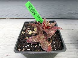 Image result for Crassula alba