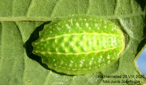 Image result for Apoda limacodes