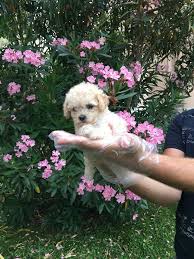 Toy Poodle Yavrulari Toy Poodle Yavrulari Kopek Kopekseverler Kopeksahiplendirme Kopekyavrusu Evcilhayvan Evcilhayvanurunleri Toy Poodle Poodle Dogs
