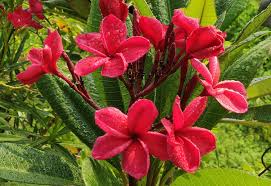 Image result for Plumeria rubra