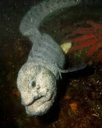 The Wolf Eel The Old Man Of The Sea The Ark In Space Get commercial use wolf graphics and vector designs. the wolf eel the old man of the sea