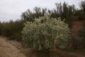 When a joint separates and then falls on the ground, it roots. Jumping Cholla Truth The Cactus That Shoots Needles Succulent Alley