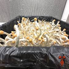 Image result for Spermacoce natalensis