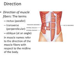 It can maximize your core workout by working your abdominal muscles. The Muscular System Part 2 Ppt Download
