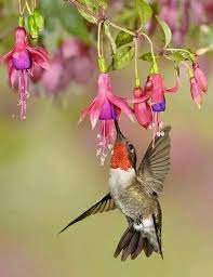 Hummingbird And Bleeding Heart Flower Hummingbird Pictures Cute Birds Hummingbird Flowers