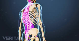 The quadratus lumborum muscle in the lower back side bends the lumbar spine and aids in the inspiration of air through its stabilizing affects at its insertion at the 12th rib (the last of the floating. Spinal Anatomy And Back Pain