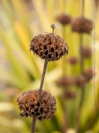 Image result for Phlomis fruticosa