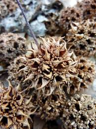 Very thorny common hedgerow shrub or tree. The Mean Seed Of The Sweet Gum The New York Times