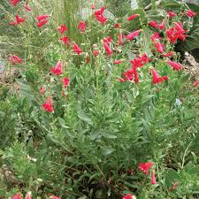 Image result for Penstemon