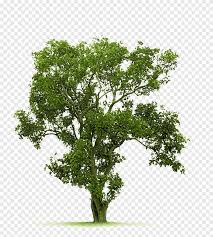 Bodhi Tree Png Images Pngegg