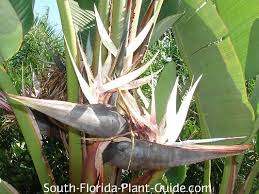 Image result for Strelitzia nicolai