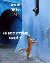 behiye guven adli kullanicinin resimlerim panosundaki pin komik alintilar guzel soz alintilar