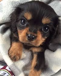 My Aunt S New Cavalier King Charles Bu Cute Baby Dogs Cute Dogs Cute Animals