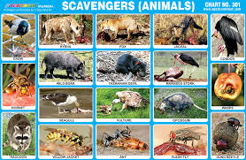 Spectrum Educational Charts Chart 301 Scavengers Animals