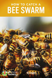 Due to our dependence on bees and their generally low aggression rates, handling a bee infestation can be a delicate matter. How To Catch A Swarm Of Bees Safely And Get Bees For Free