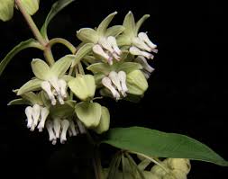 Image result for Asclepias buchwaldii