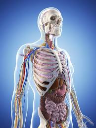 The esophagus is a hollow muscular tube that transports saliva, liquids, and foods from the mouth to the stomach. Adult Male Anatomy Cardiovascular System Healthy Stock Photo 160220296