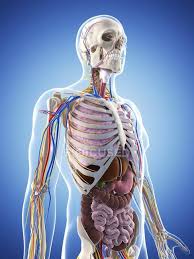 Great anatomy reference and product just wish they made them slightly larger scale but i. Adult Male Anatomy Anatomical Reference Medicine Stock Photo 160220296